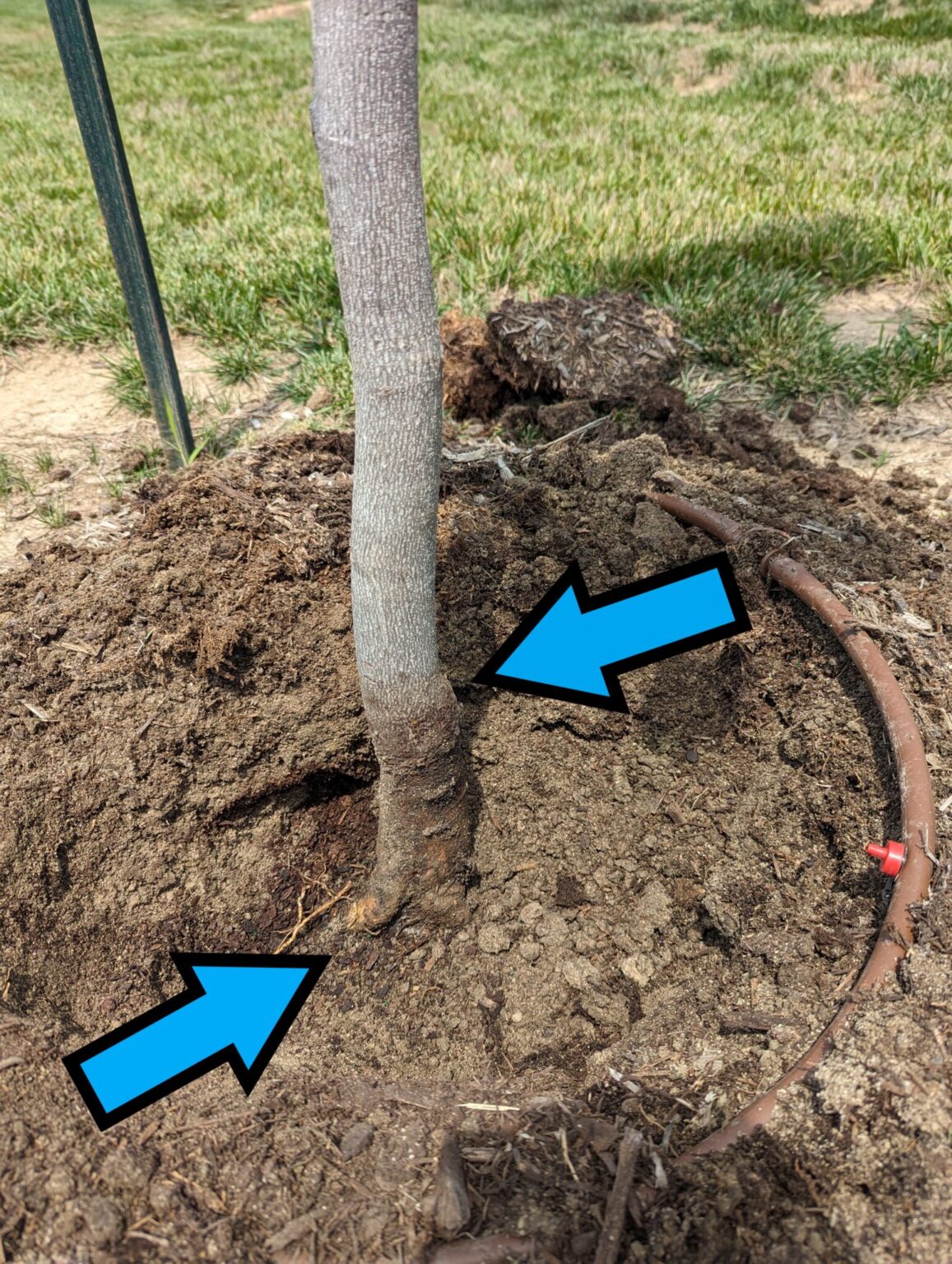 Another Case of Mortality from Planting Trees Too Deep