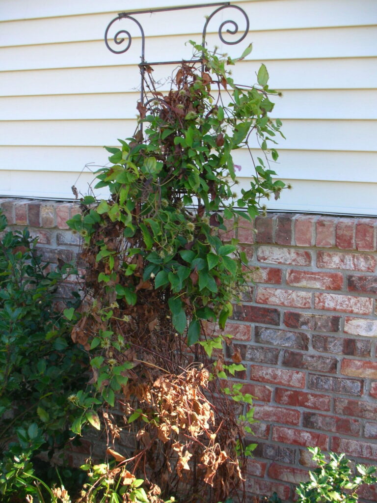 Blasted Clematis Blight
