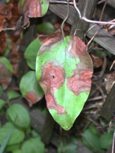 clematis blight leaf