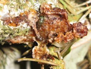 pine moth catepillar