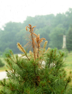 dieback on pine from weevil