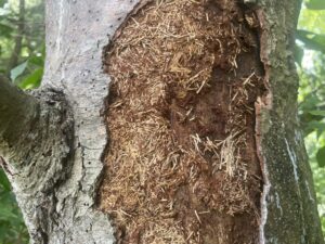damaged pine from borer
