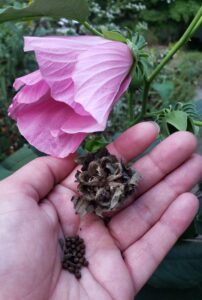 swamp rose mallow seeds