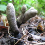 dead man's fingers fungus
