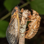 cicada shell and live