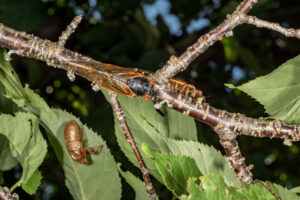 cicadas on branch
