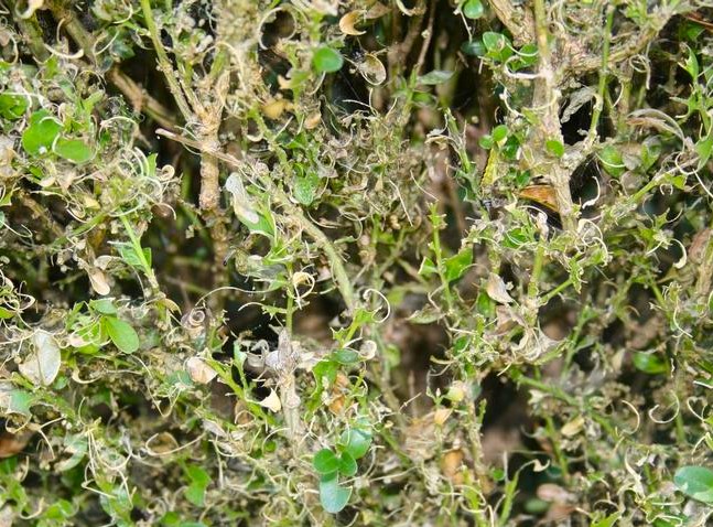 Blight, Leafminers, and Moths: The Plight of Boxwoods