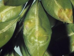 "Fig. 2: Boxwood leafminer blisters. Image credit: Jim Baker, North Carolina State University"