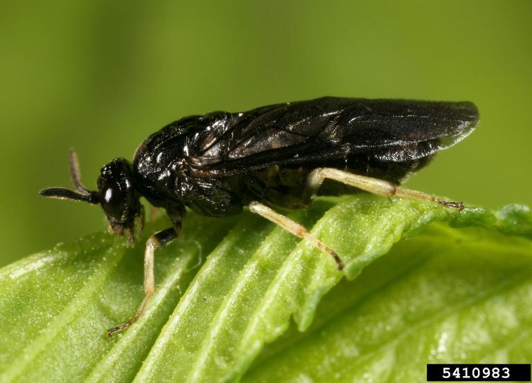 Scizeau Insect A New Threat to Elms in North America
