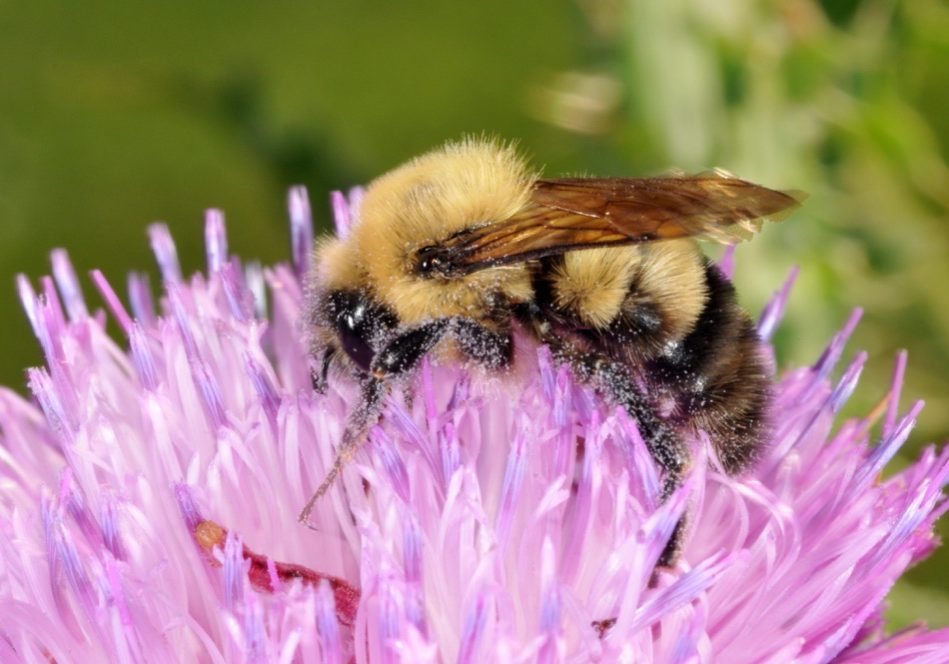 Protecting pollinators in home lawns and landscapes
