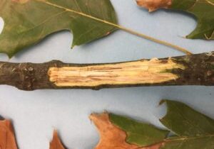 Fig. 3: Red oak branch showing dark streaks in vascular tissue of sapwood.