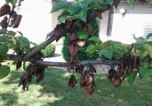 Fire Blight on Fruit Trees in the Home Orchard