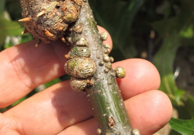 Galls on Shade Trees and Shrubs