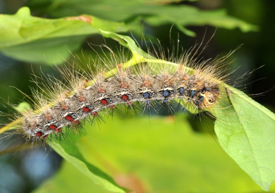 Spongy (previously gypsy) Moth in Indiana