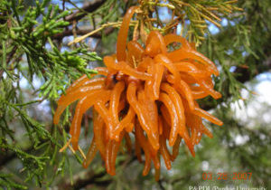 Cedar Apple and Related Rusts