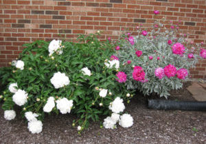 Disease-resistant Annuals and Perennials